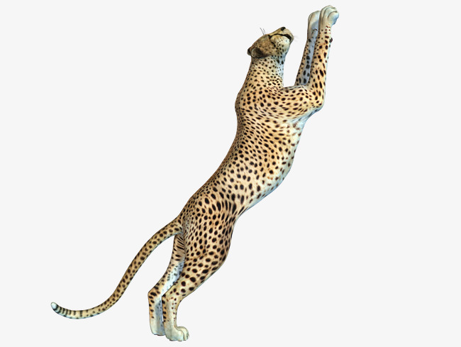 cheetah clipart wild animal