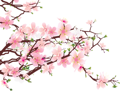 cherries clipart blossum