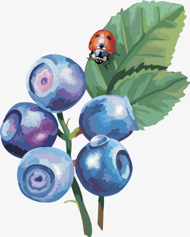 Cherries clipart blueberry. Vector lantern fruit cape