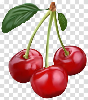 cherries clipart bunch cherry