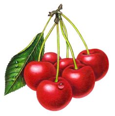 cherries clipart color