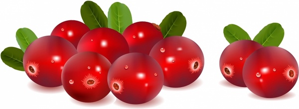 Vector for free download. Cherries clipart cranberry