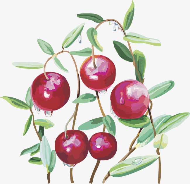 Cherries clipart cranberry. Vector cherry fruit png