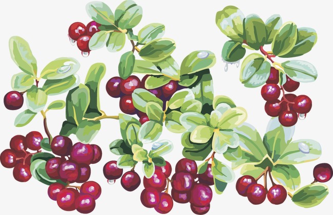 Fruit vector png image. Cherries clipart cranberry