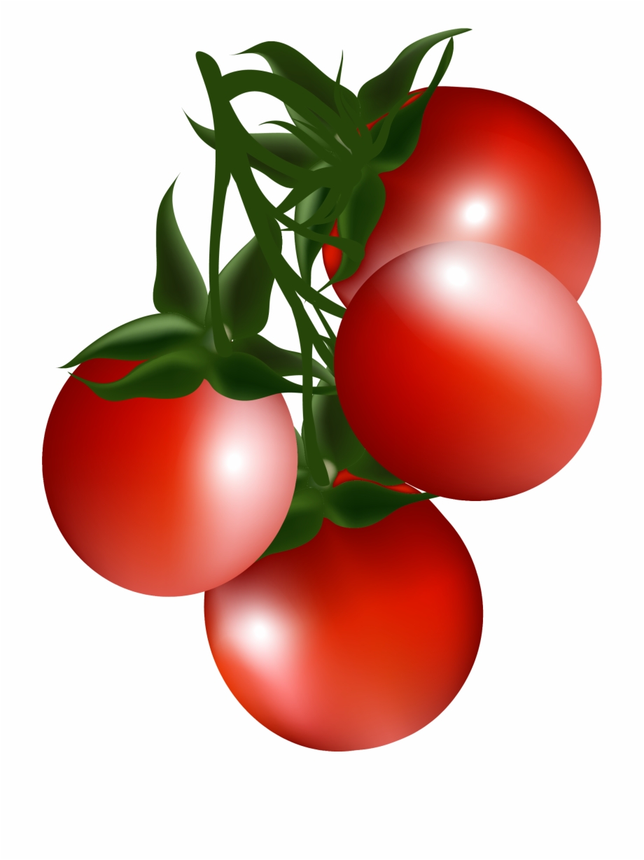tomatoes clipart cherry tomato