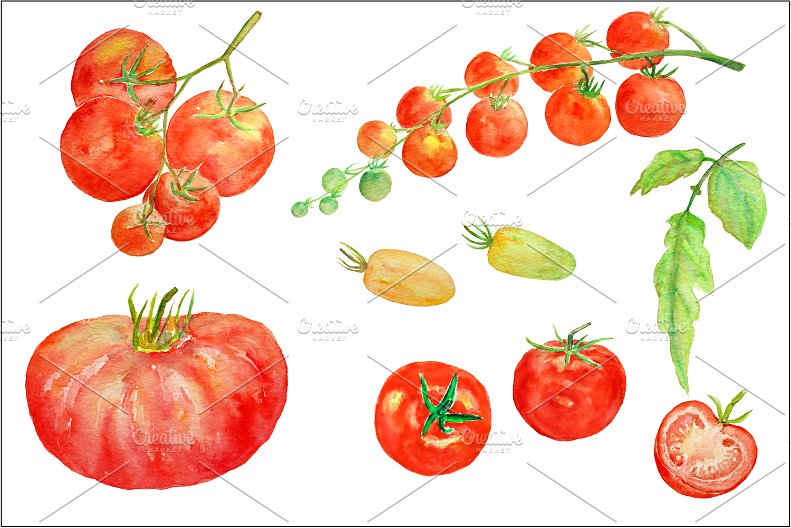 Cherries clipart tomatoe. Watercolor tomato illustrations creative