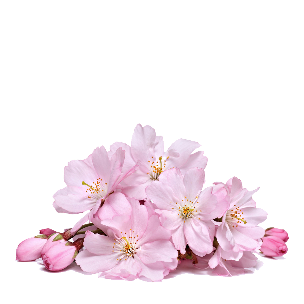 Sakura creative transprent free. Cherry blossom flower png