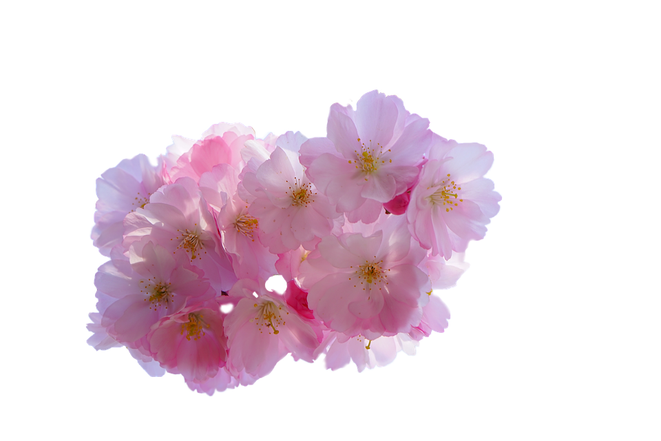Cherry blossom flower png. Free photo isolated bloom
