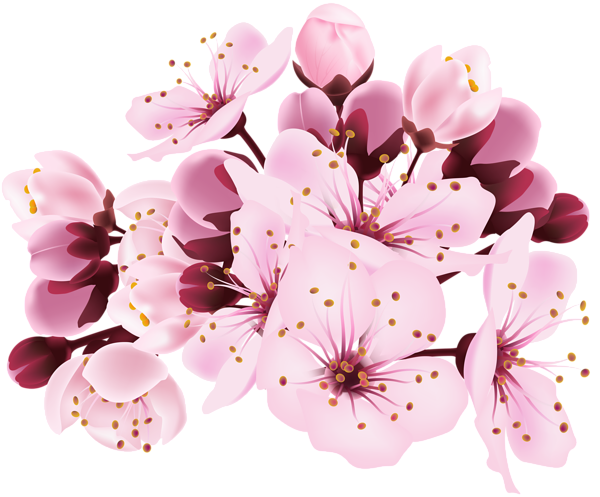 Cherry blossom flower png. Decorative transparent image gallery