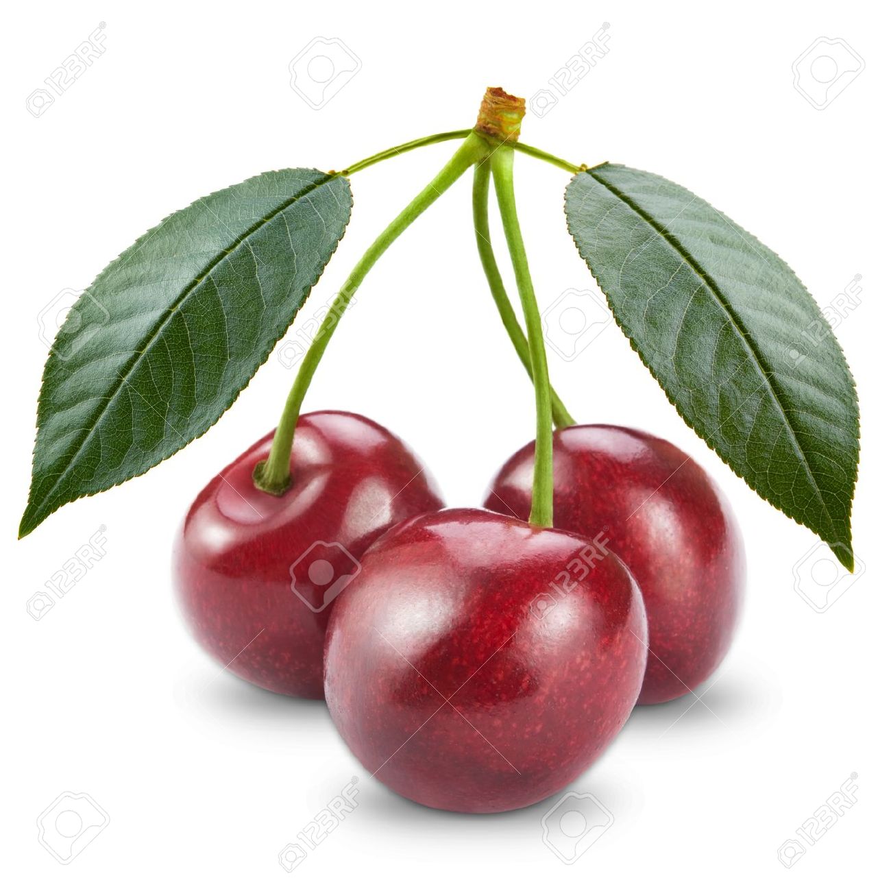 Sourcherry on feedyeti com. Cherry clipart sour cherry