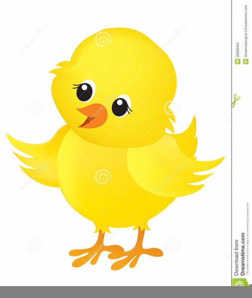 chick clipart baby chick