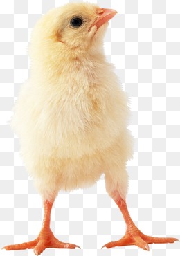 chick clipart baby chicken