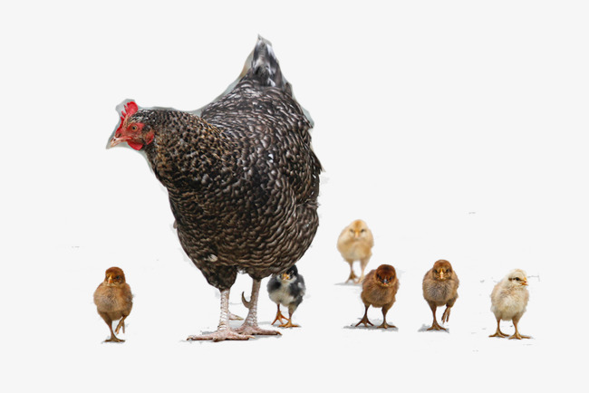 Chick clipart baby hen. Mother and chicken png