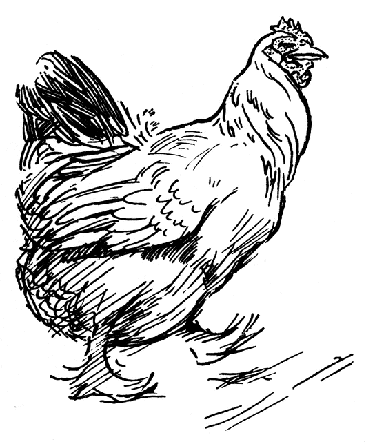 chick clipart line drawing