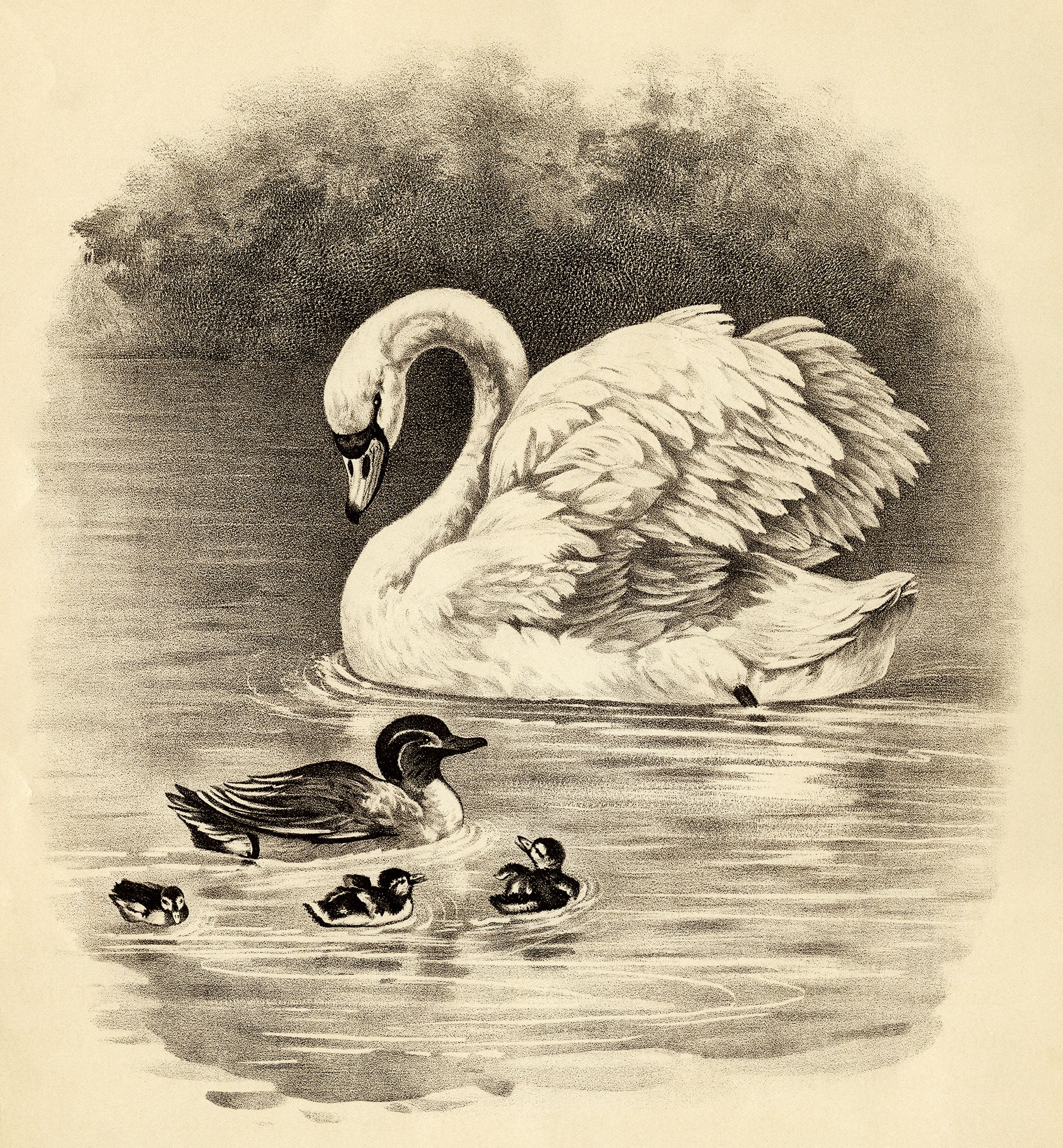 Vintage animal duck image. Duckling clipart swan