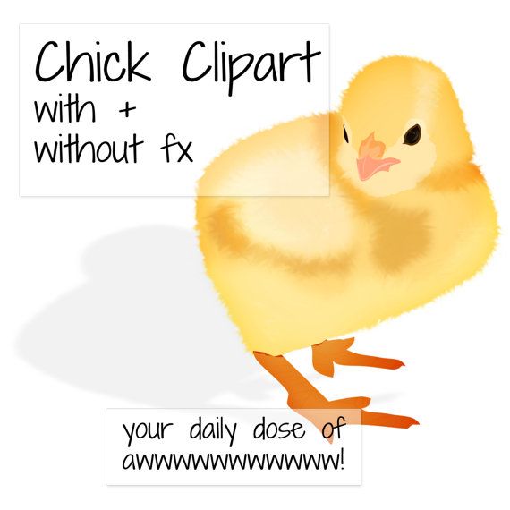 chicken clipart chick