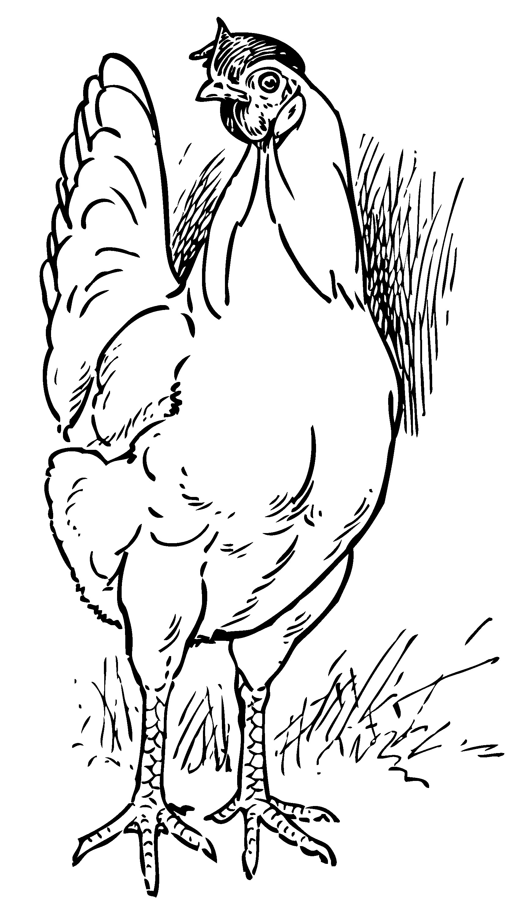 chicken clipart coloring page