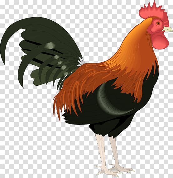 Rooster free transparent background. Chicken clipart farm animal