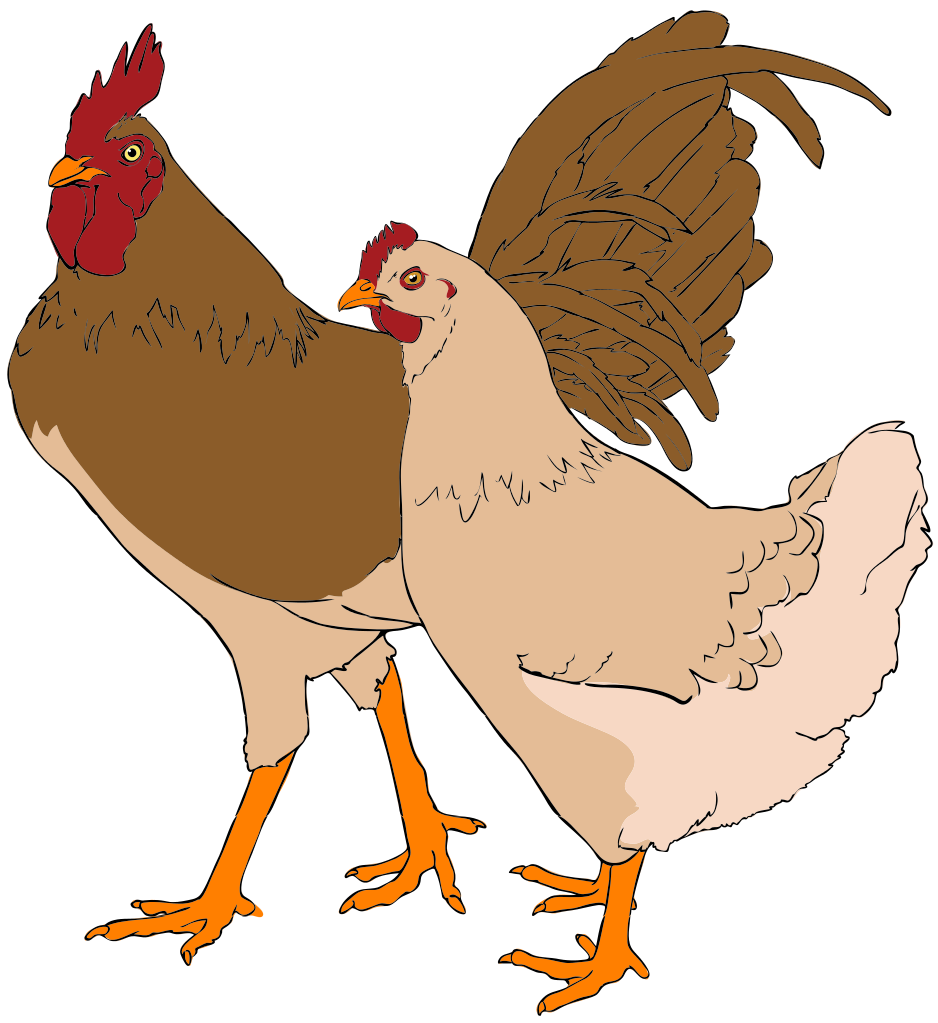File rooster and hen. Chicken clipart fowl