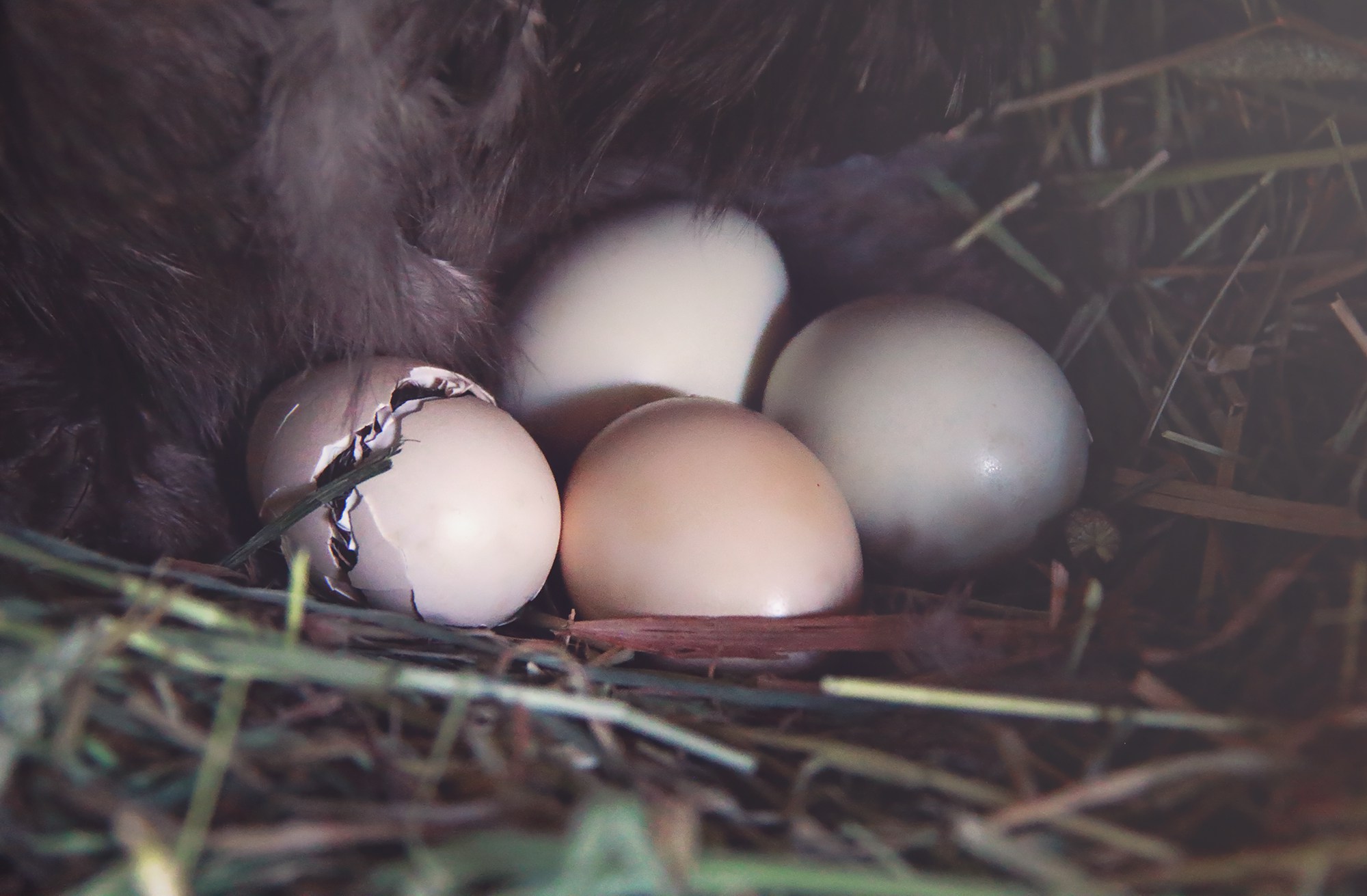 Hatching chicks with mother. Chicken clipart nest