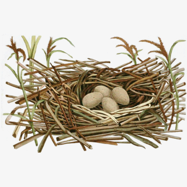 Chicken clipart nest. The cartoon in egg
