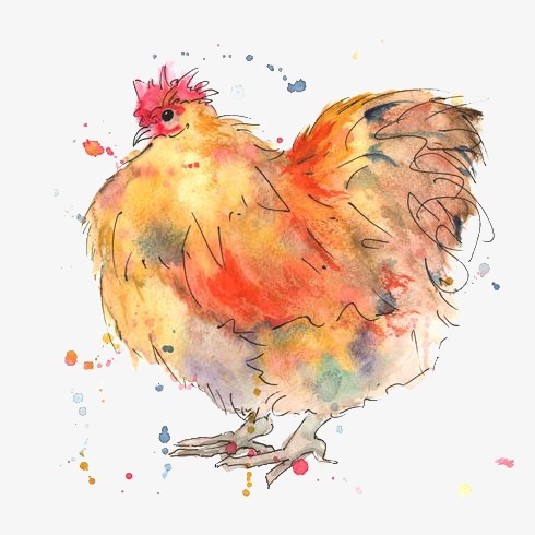 chickens clipart watercolor