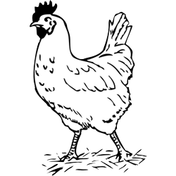 Hen clipart pullet chicken. Free black and white