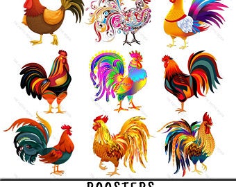 clipart chicken poultry