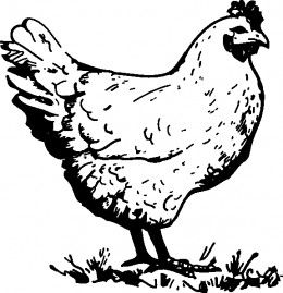 Chickens chicken drawing