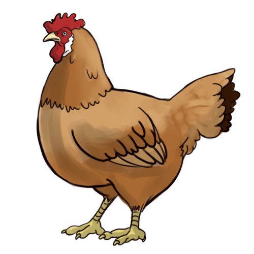 chickens clipart chook