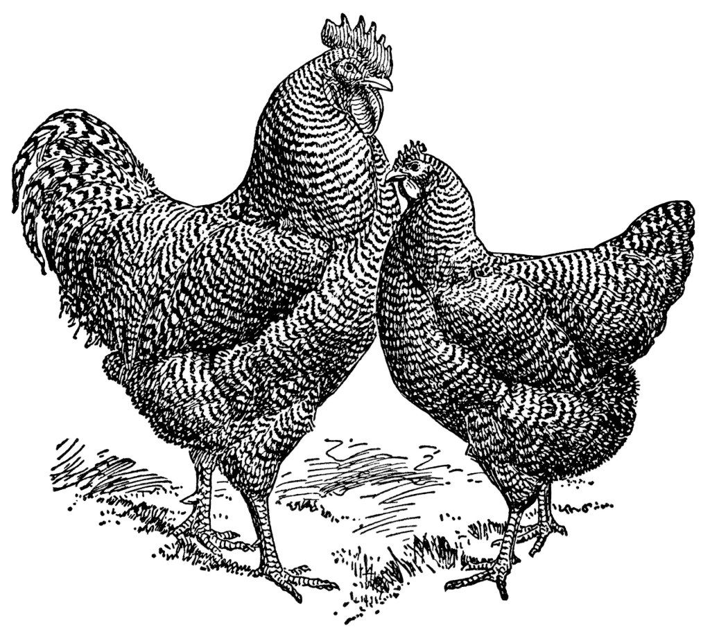 chickens clipart farm animal
