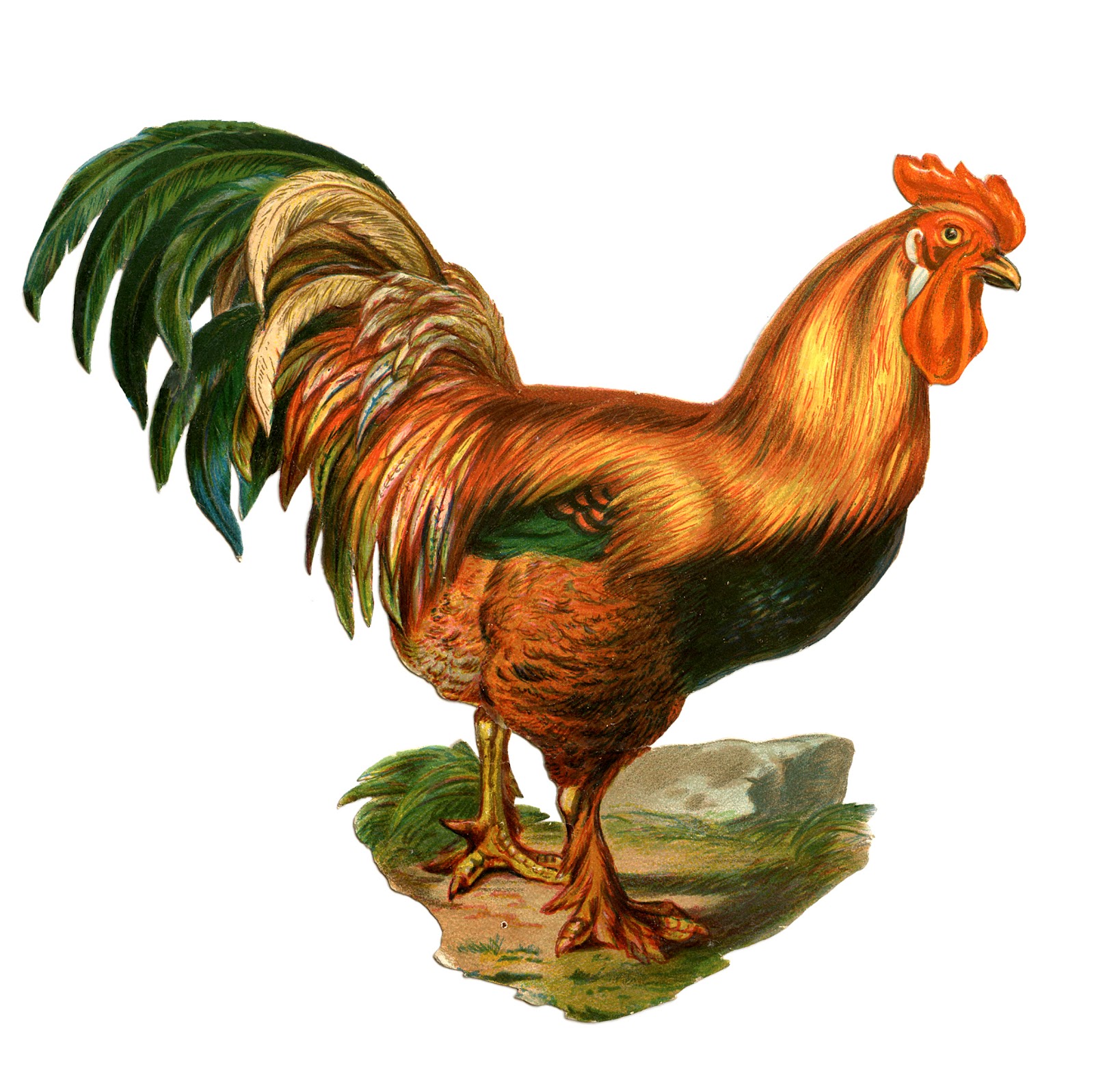 chickens clipart rooster