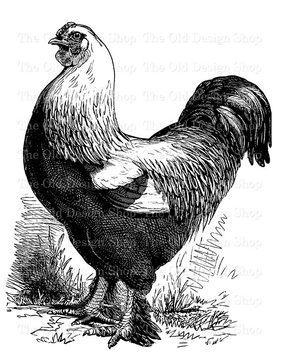 chickens clipart vintage