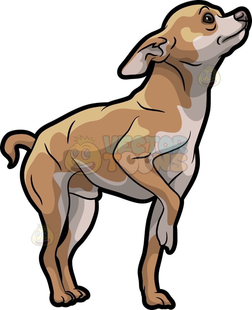 A being trained light. Chihuahua clipart brown dog