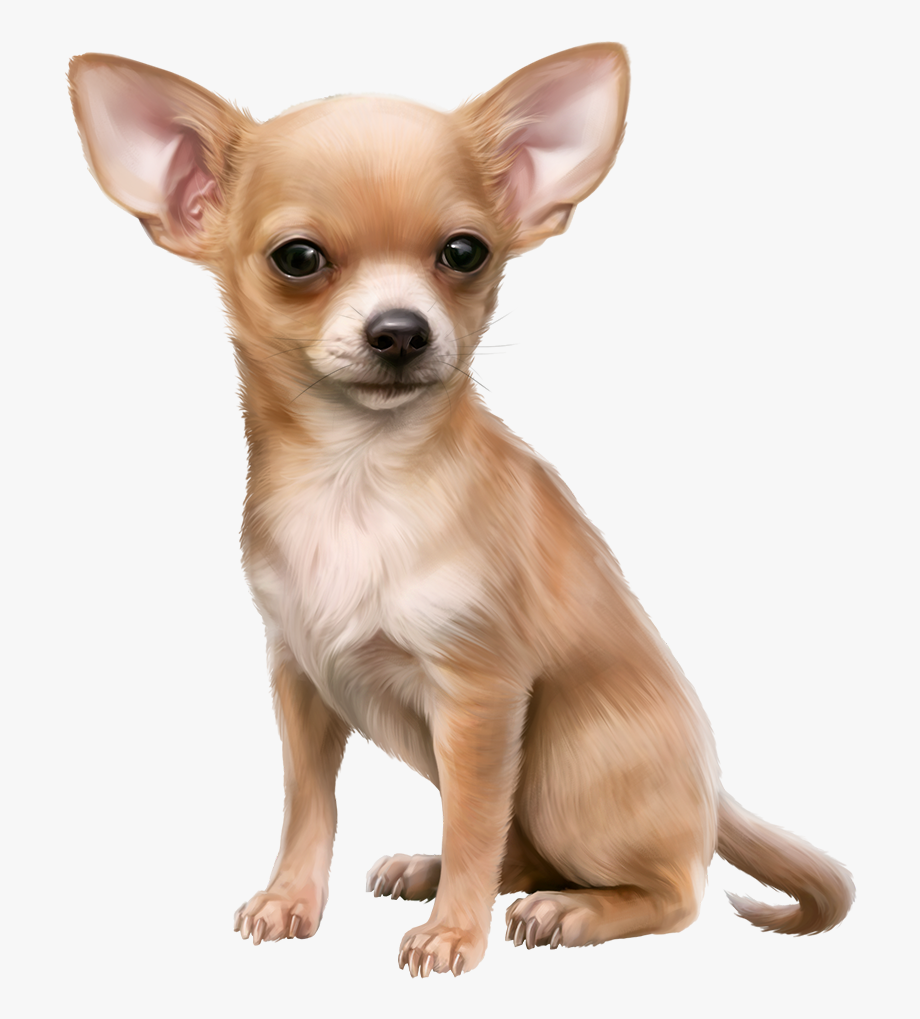 Chihuahua clipart chiwawa.  mileidi dog png