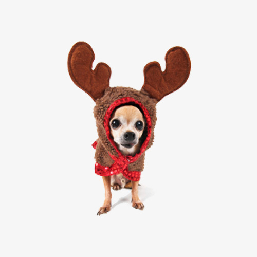 Chihuahua clipart christmas. Wearing sheepskin dog antelope