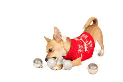 Chihuahua clipart christmas. Pictures of dogs for