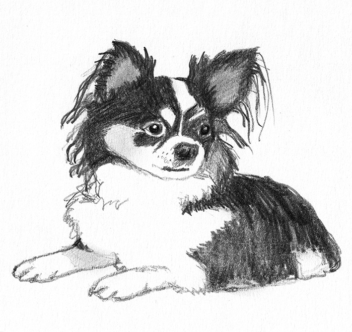 chihuahua clipart dog sketch