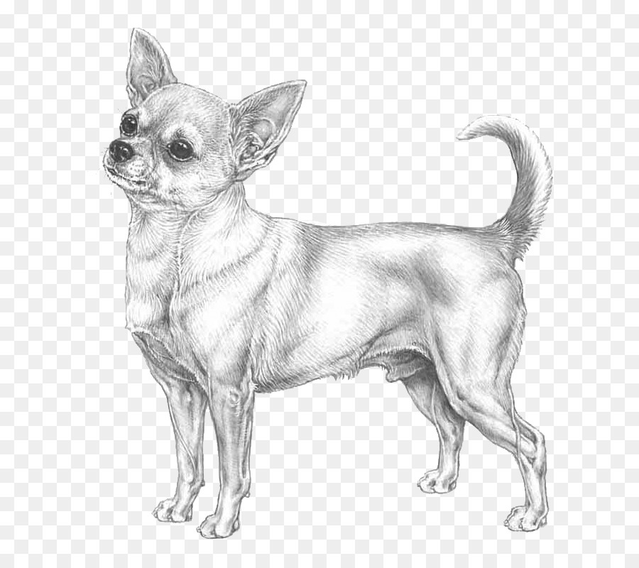 Chihuahua clipart dog sketch, Chihuahua dog sketch