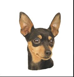 chihuahua clipart mini pinscher