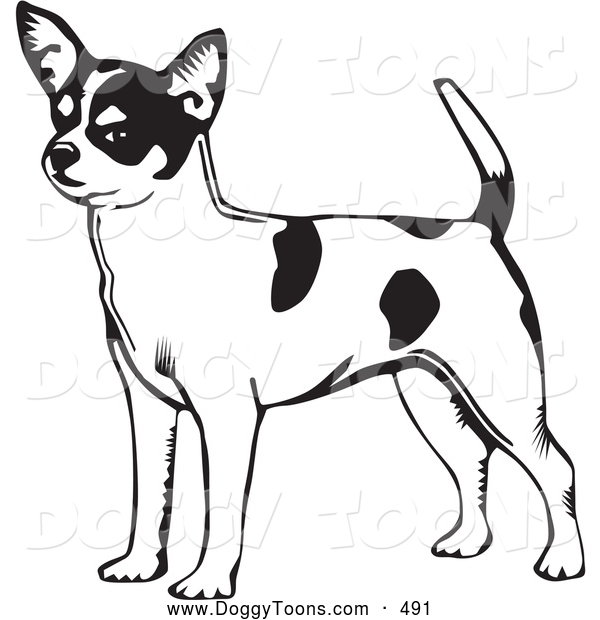 Doggy of an attentive. Chihuahua clipart short dog
