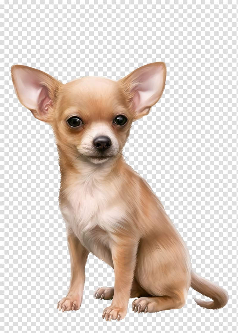Russkiy toy english terrier. Chihuahua clipart short dog