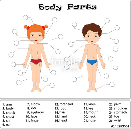 Chin clipart body part. Boy and girl parts