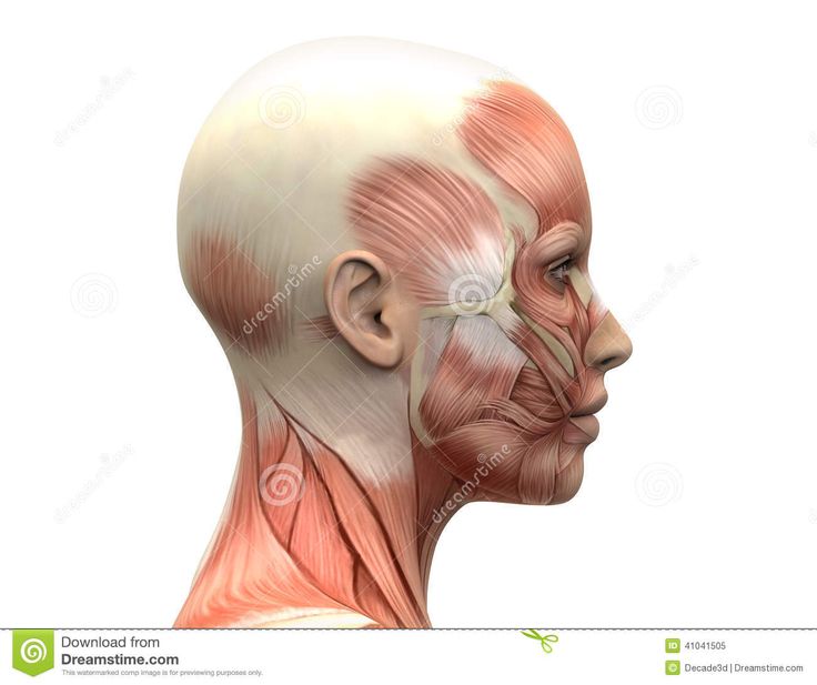  best body images. Chin clipart human neck