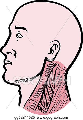 chin clipart human neck