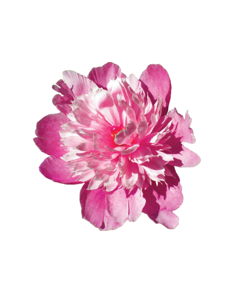 Chinese flower png. Pink stock by kpep