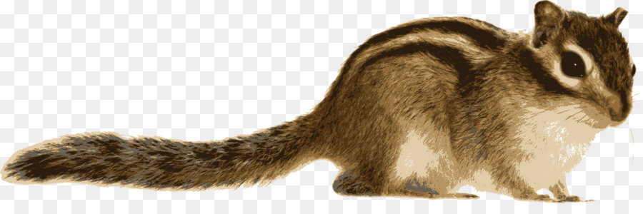 Cartoon wildlife transparent clip. Chipmunk clipart chipmonk
