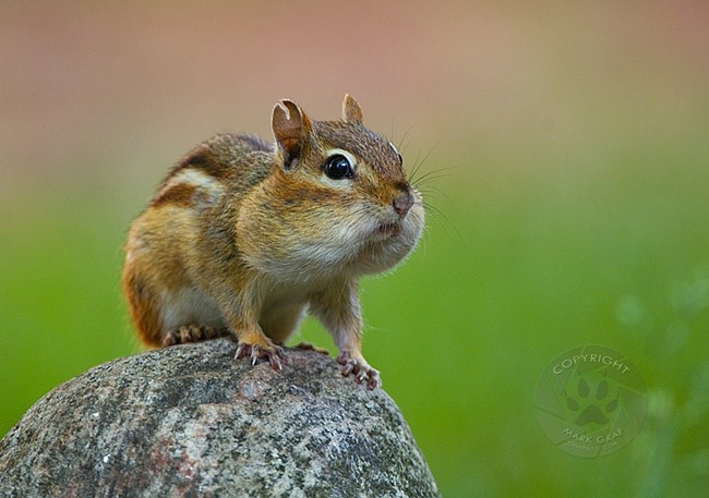 Chipmunk clipart chipmunk cheek.  best chipmunks images