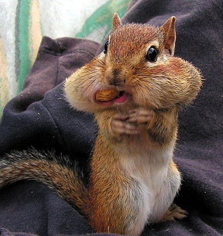 Chipmunk clipart chipmunk cheek. Funny images how is