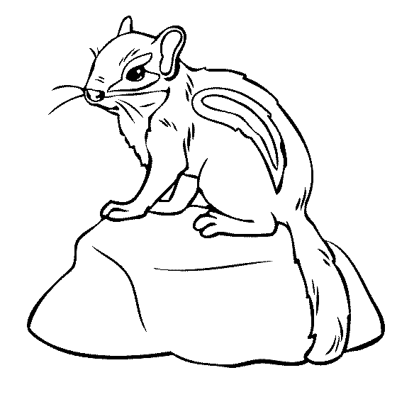 chipmunk clipart coloring page